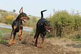 DOBERMANN 487